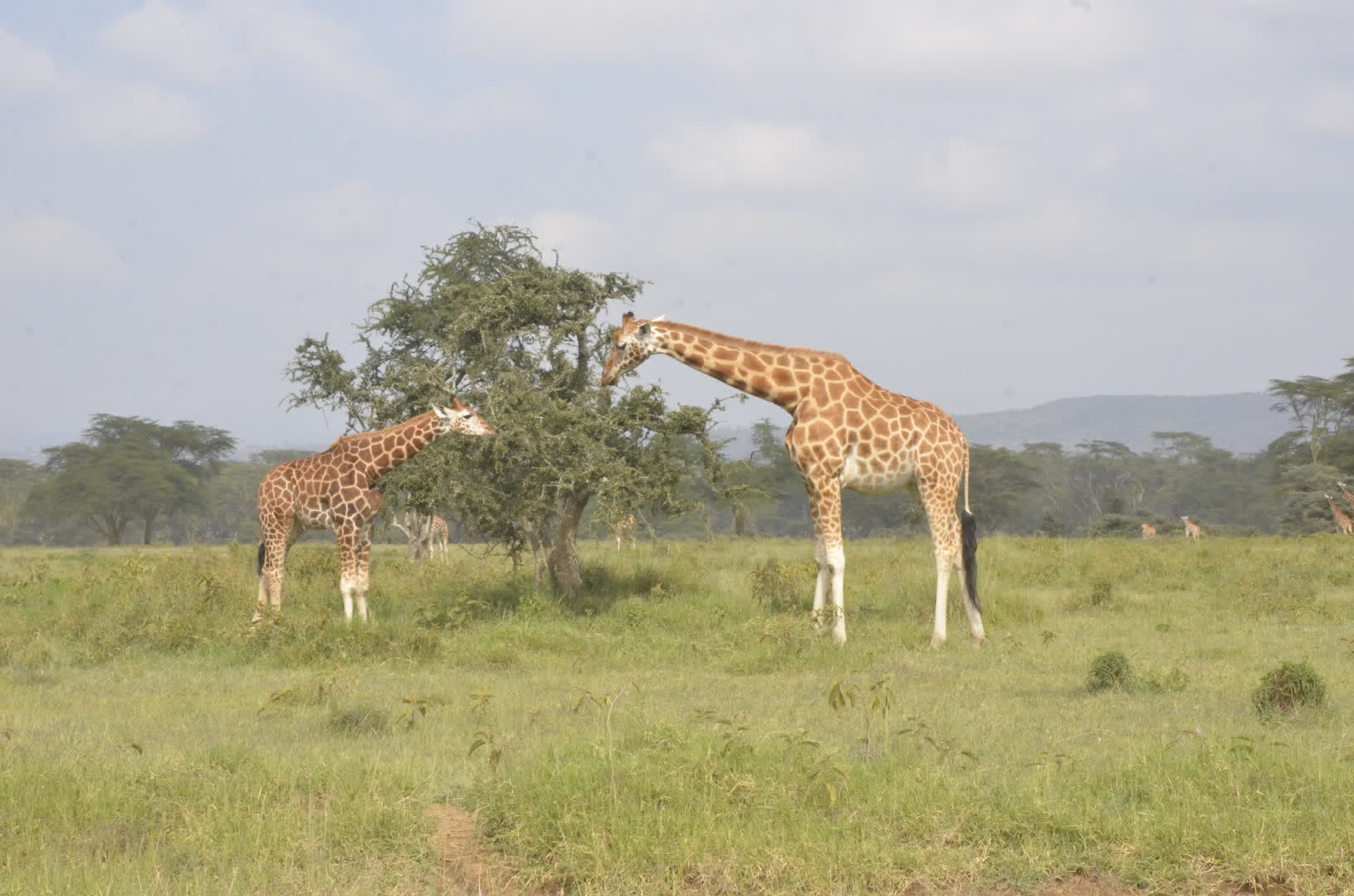 Iten Gallery